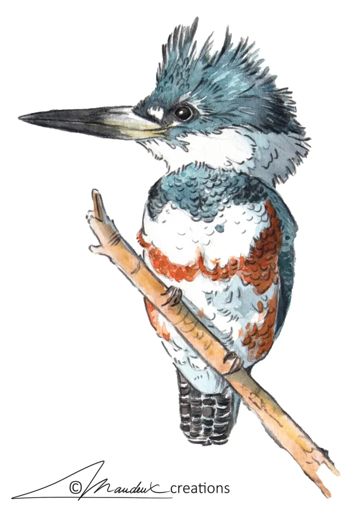 Aquarelle représentant un martin-pêcheur d'Amérique de manière réaliste et naturaliste. Il est bleu et blanc avec une ceinture rouge.