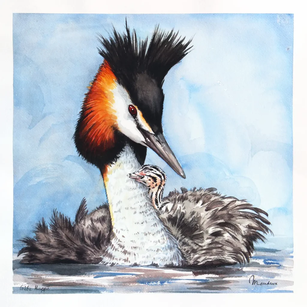 Watercolor of a great crested grebe on the water carrying its cute chick on its back
