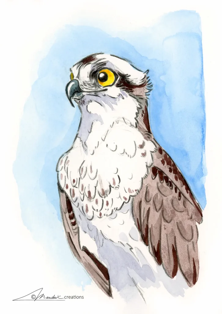 Watercolor of a stylized osprey with a cheerful, mischievous head. Humour style