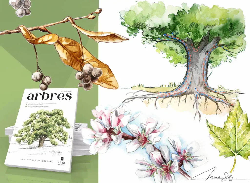 Composition de plusieurs aquarelles botaniques, feuilles de tilleul, fleurs, un arbre et son système racinaire. Dessins naturalistes et botaniques réalisés à l'aquarelle pour illustrer le livre "arbres" aux éditions Tana.