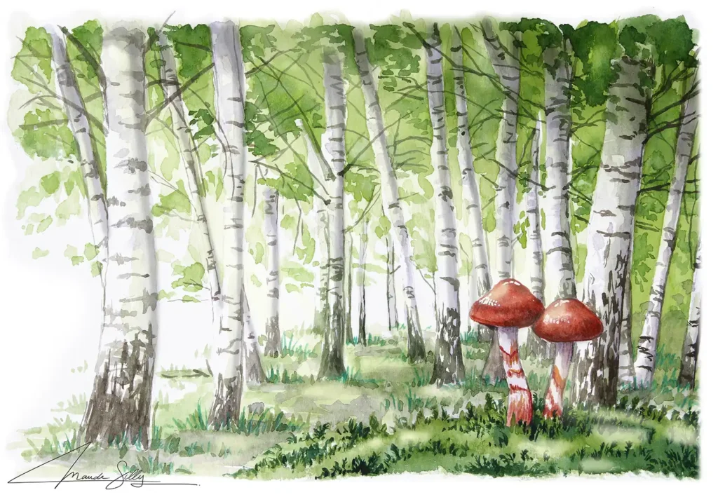 Watercolor depicting 2 mushrooms (Cortinarius armillatus) in a birch forest (boulaie). Illustration published in the book on mushrooms by Tana Éditions