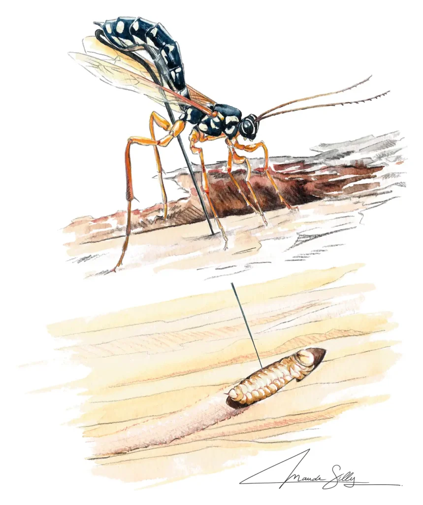 Watercolor illustration of a persuasive Rhysse (an insect) about to lay eggs in the wood.