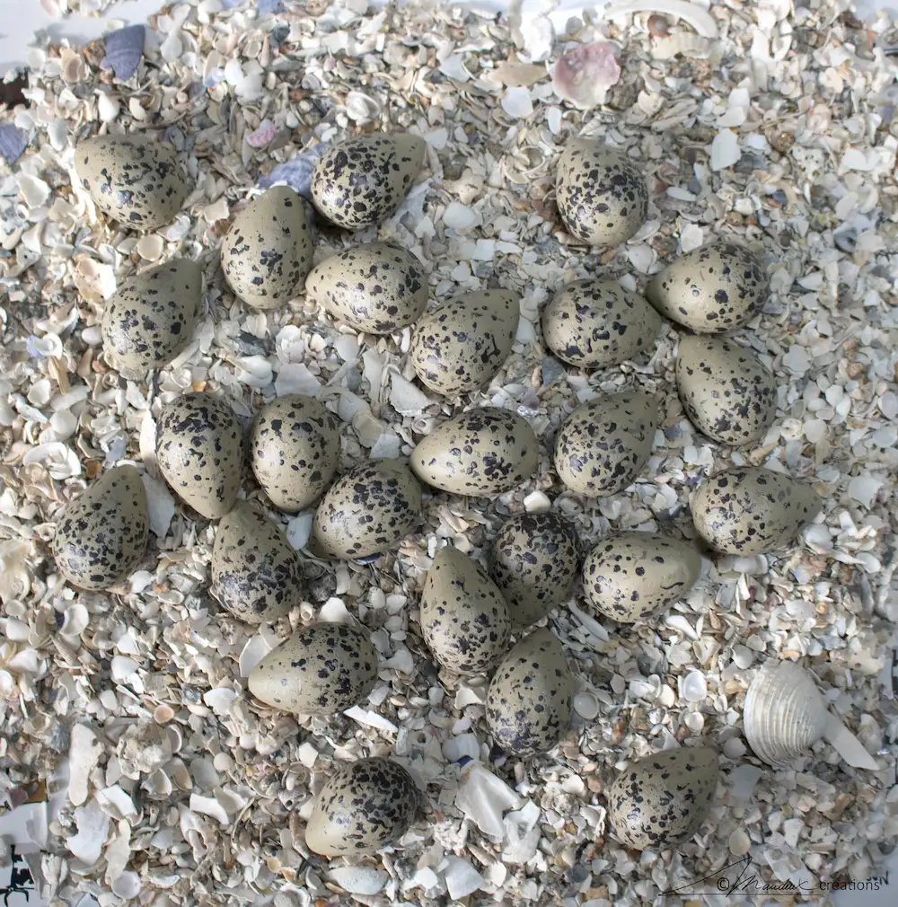 Grosse collection de répliques d'œufs de gravelot, réalisés et peints à la main