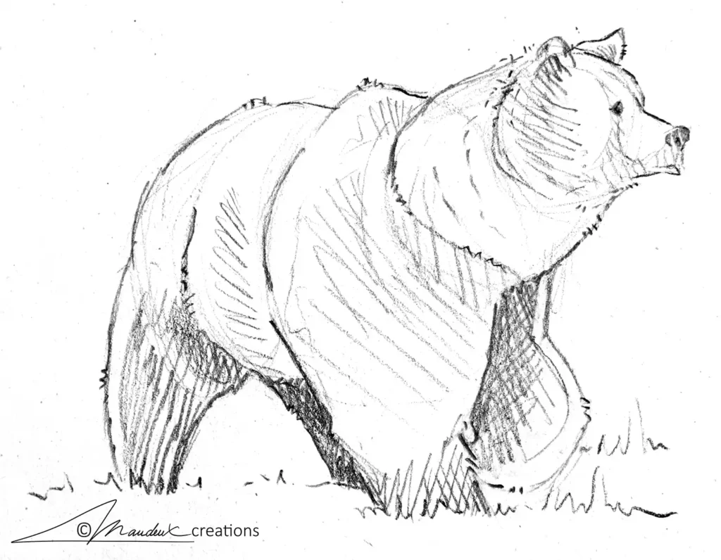 Naturalistic pencil sketch of a brown bear