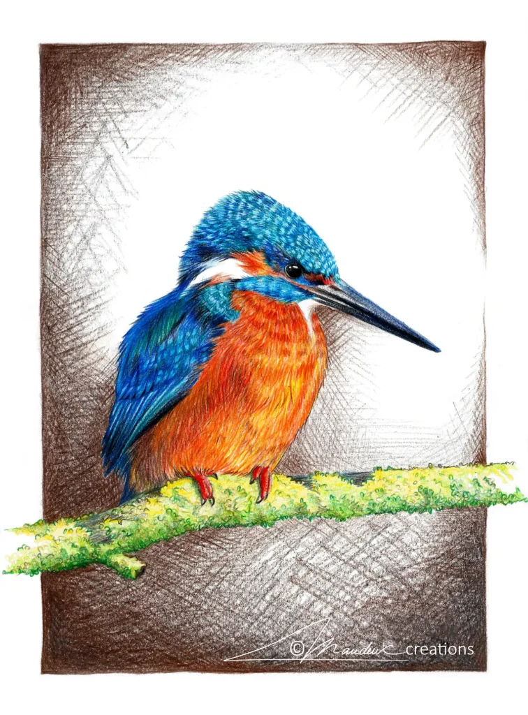 Colored pencil drawing of a European kingfisher