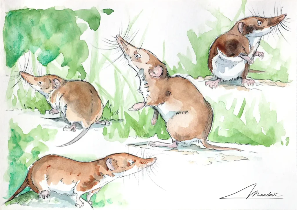 Croquis aquarellés de musaraignelégèrement stylisée pour lui donner un air mignon